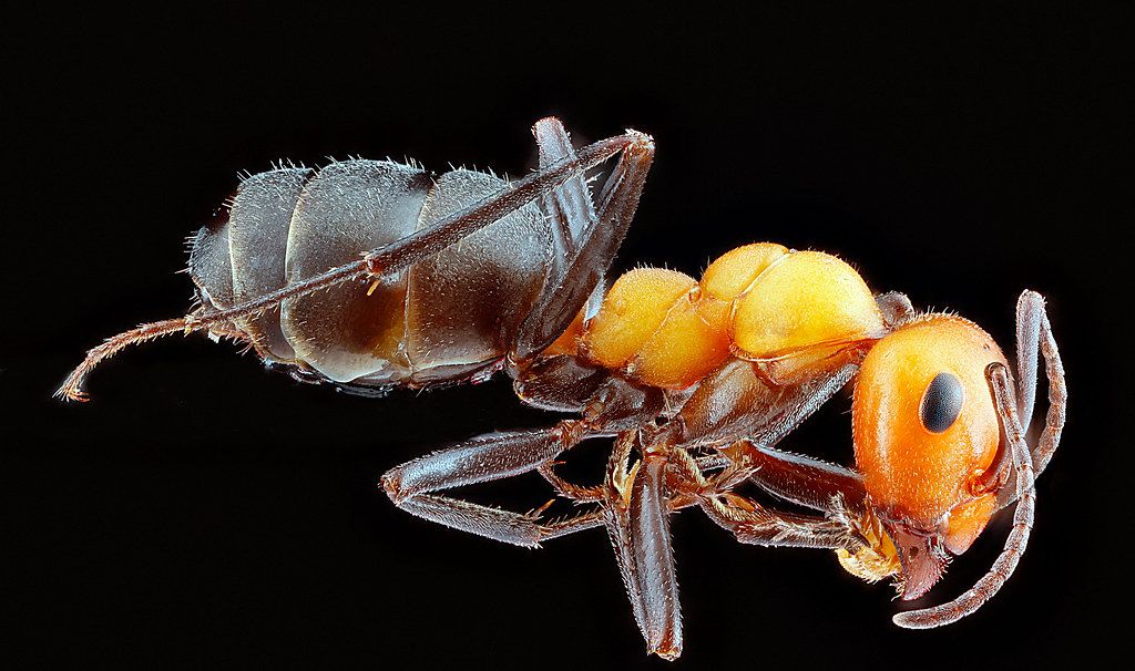 Ant Control service in Napa, CA