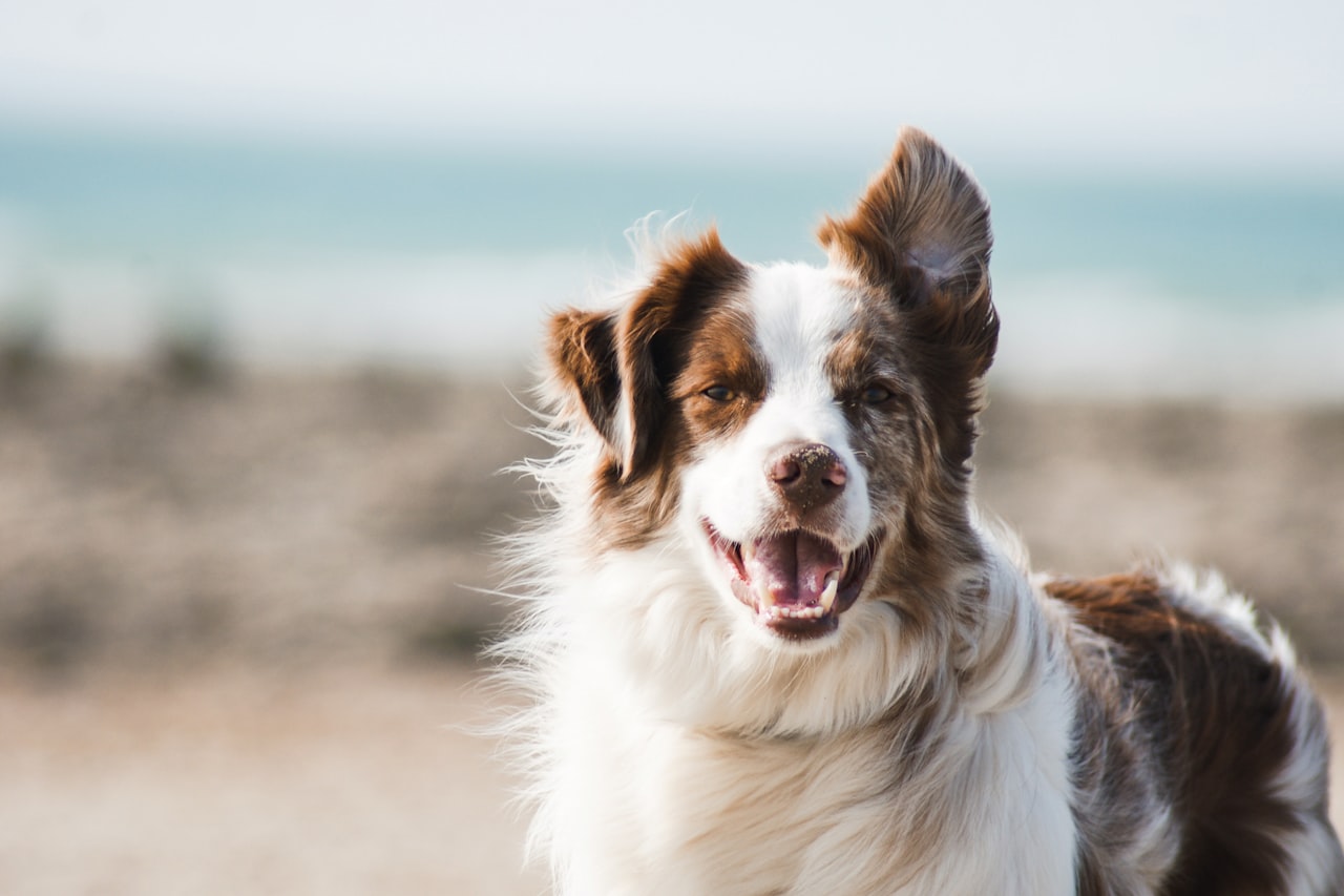 Flea & Tick Control service in Napa, CA