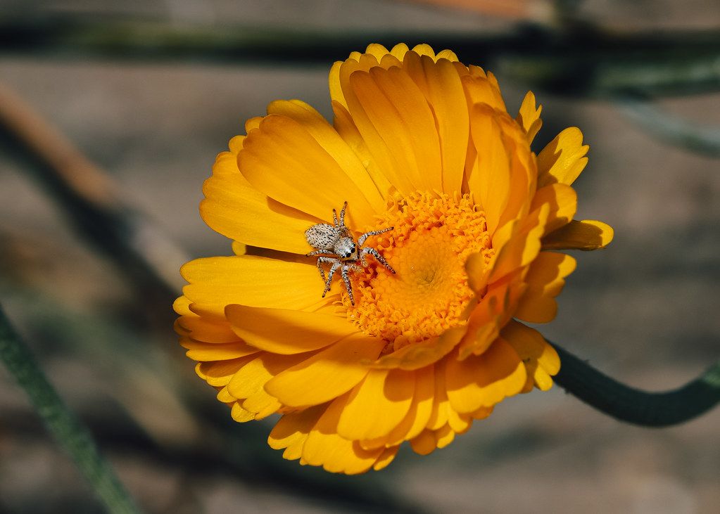 Spider Control service in Napa, CA